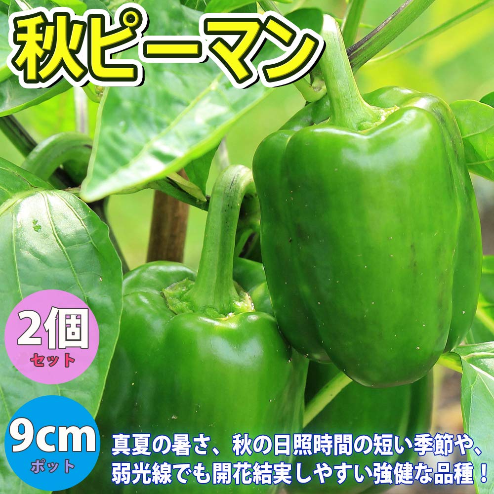 Amazon.co.jp: ITANSE ピーマン苗 秋ピーマン【野菜苗 9cmポット